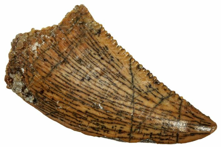 Serrated Raptor Tooth - Real Dinosaur Tooth #297570